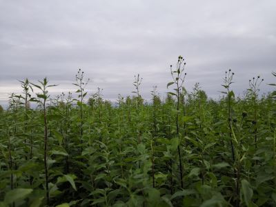 沙地引种草本